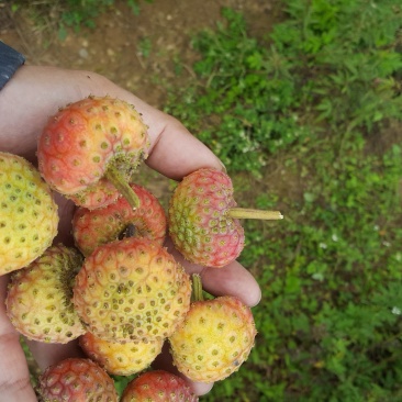 鸡素子果