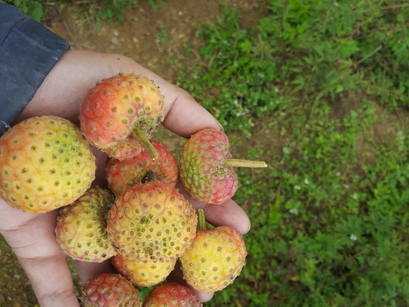 鸡素子果
