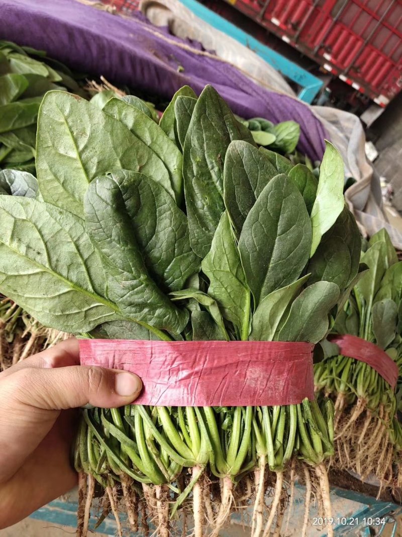 常年供应精品菠菜，可打捆，散装，根据客户需求提供包装人工