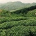 自产自销高山绿茶，霍山黄芽袋装，厂家直发