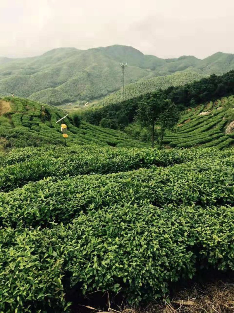 自产自销高山绿茶，霍山黄芽袋装，厂家直发