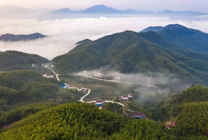 自产自销高山绿茶，霍山黄芽袋装，厂家直发