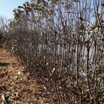 寒富苹果苗2020年秋季苗木预订