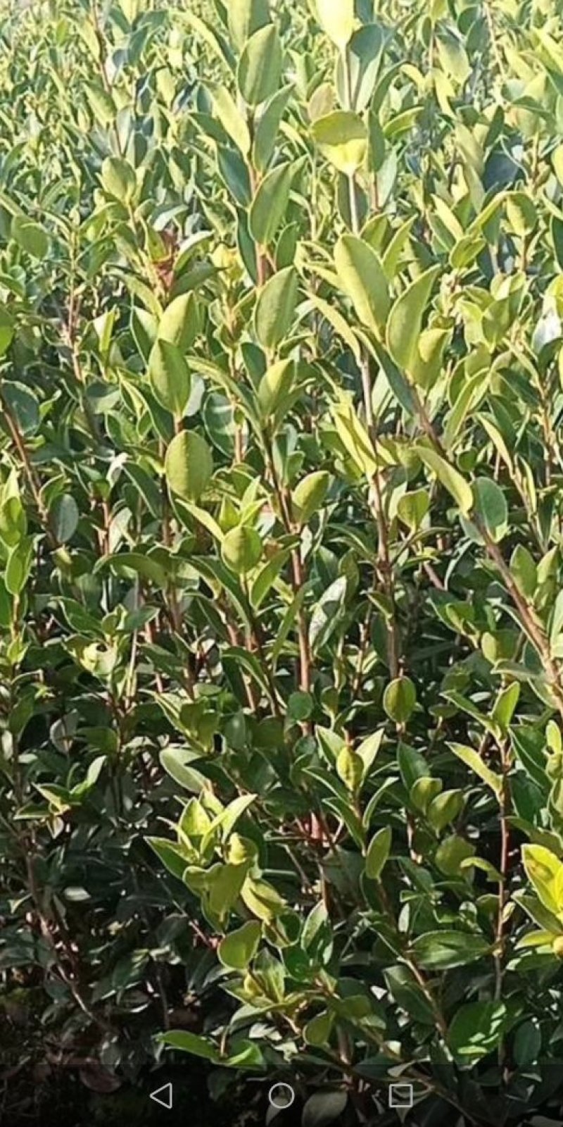 茶树苗基地直供，质量保证，价格优惠，欢迎新老客户前来订购