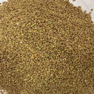 黄苦荞黑苦荞精选苦荞麦量大从优