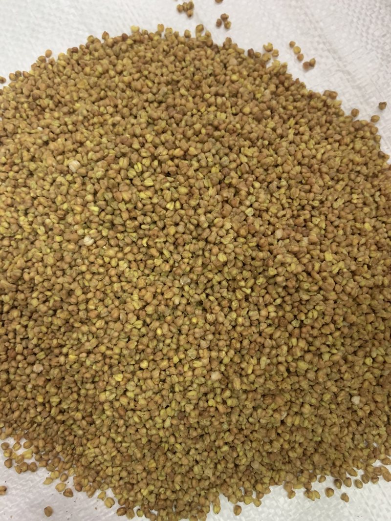 黄苦荞黑苦荞精选苦荞麦量大从优