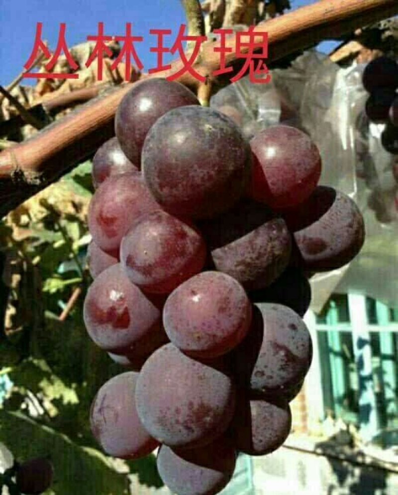 葡萄苗阳光玫瑰嫁接苗巨盛一号妮娜皇后包成活死苗补发