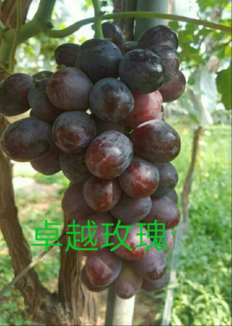 葡萄苗阳光玫瑰嫁接苗巨盛一号妮娜皇后包成活死苗补发