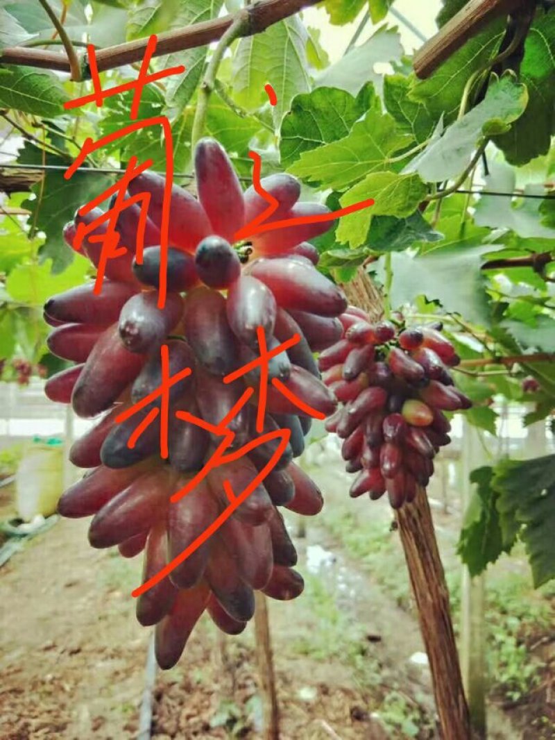 葡萄苗阳光玫瑰嫁接苗巨盛一号妮娜皇后包成活死苗补发