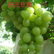 葡萄苗阳光玫瑰嫁接苗巨盛一号妮娜皇后包成活死苗补发