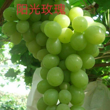 葡萄苗阳光玫瑰嫁接苗巨盛一号妮娜皇后包成活死苗补发