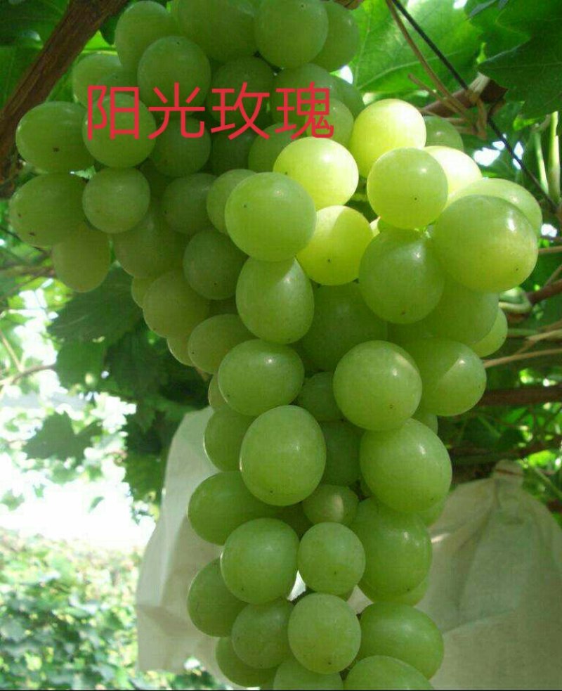 葡萄苗阳光玫瑰嫁接苗巨盛一号妮娜皇后包成活死苗补发