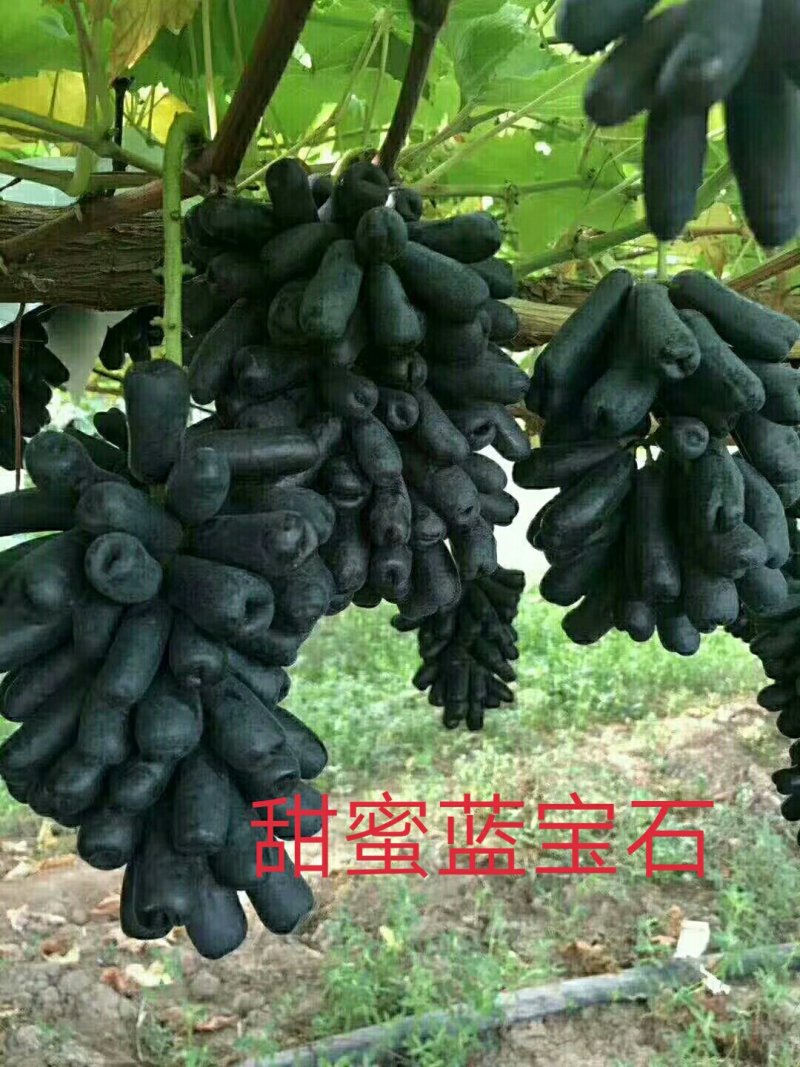 葡萄苗阳光玫瑰嫁接苗巨盛一号妮娜皇后包成活死苗补发