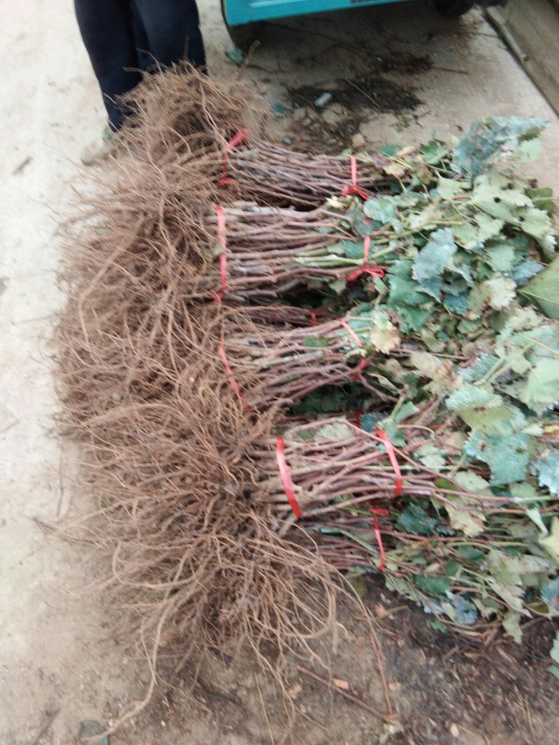 葡萄苗阳光玫瑰嫁接苗巨盛一号妮娜皇后包成活死苗补发