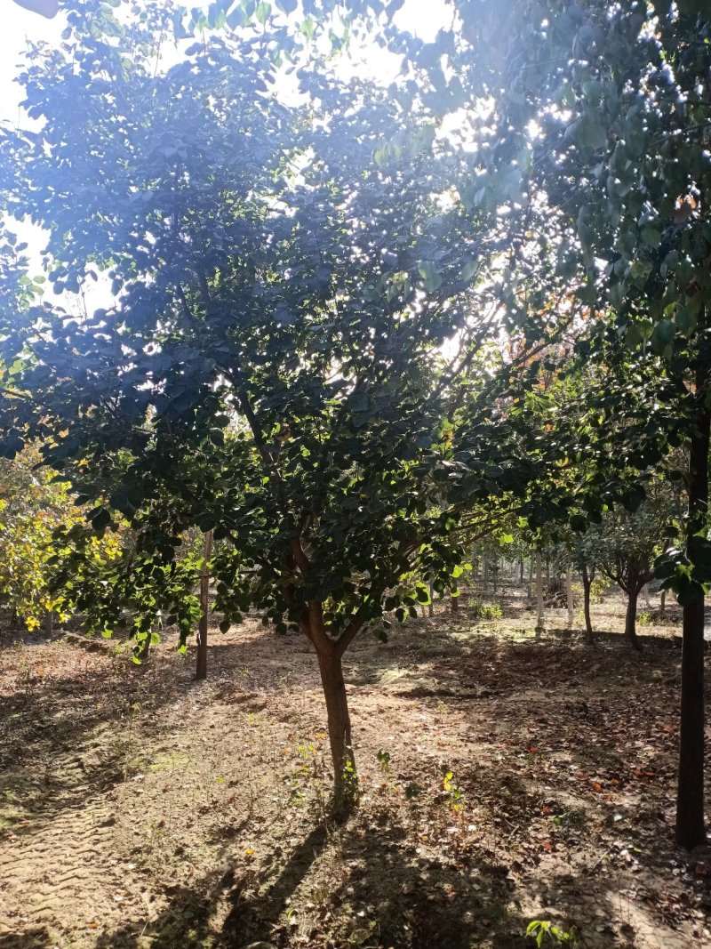 10-15公分黄栌，精品树型