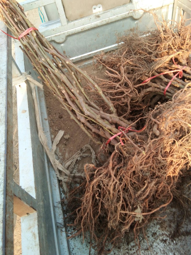 红心猕猴桃嫁接苗红阳红华龙成2号翠香黄金果金艳