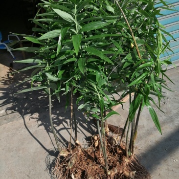 黄精块茎