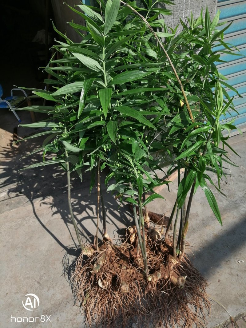 黄精块茎