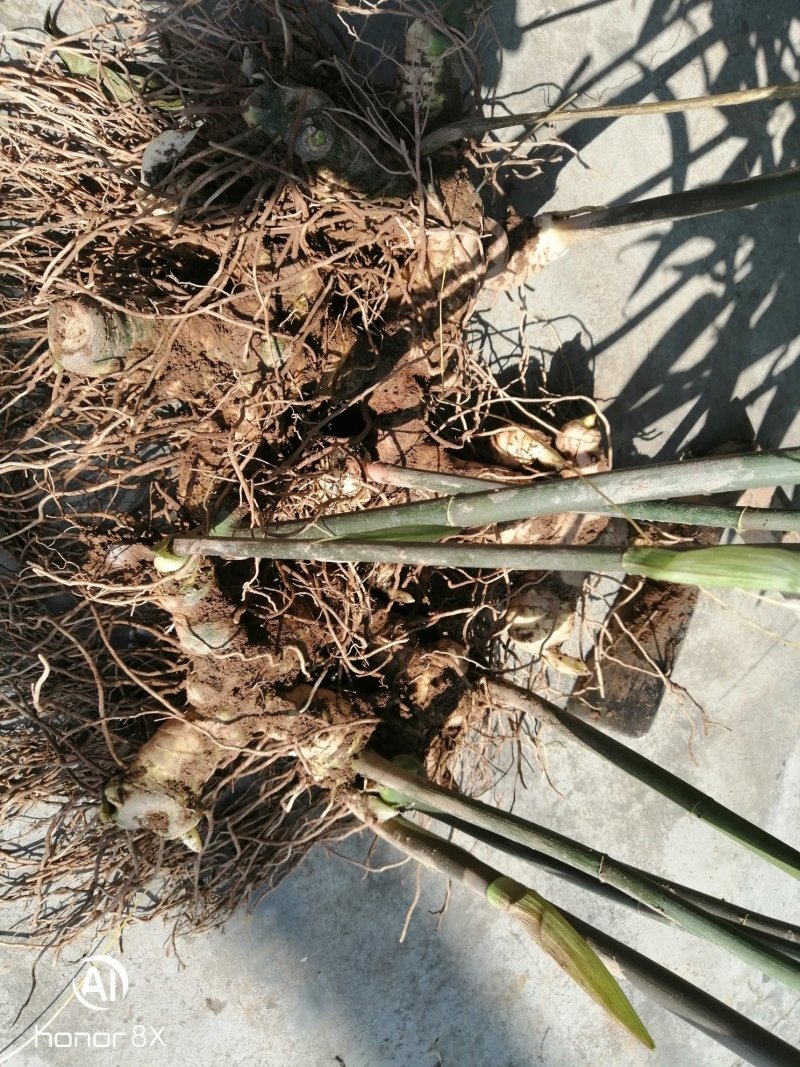 黄精块茎