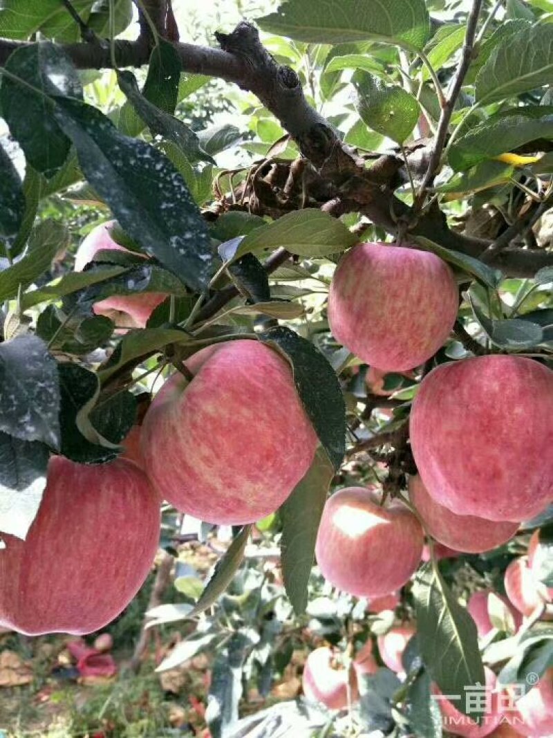 万亩果园沂蒙山苹果，莫袋苹果货原充足，价格优惠。