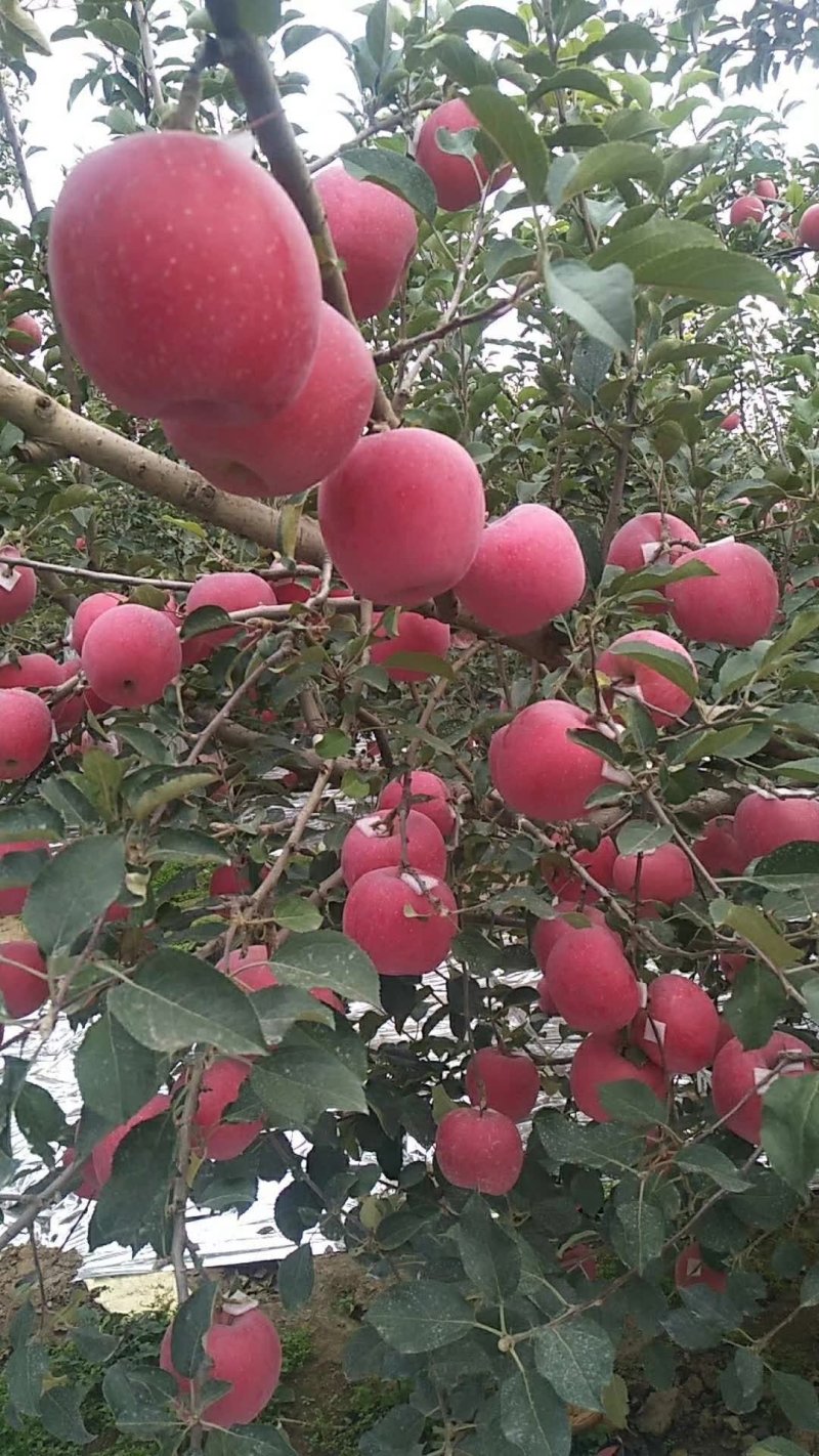 万亩果园沂蒙山苹果，莫袋苹果货原充足，价格优惠。