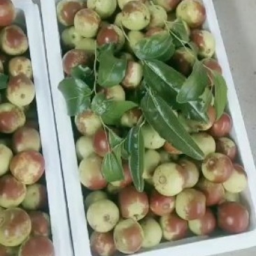 冬枣