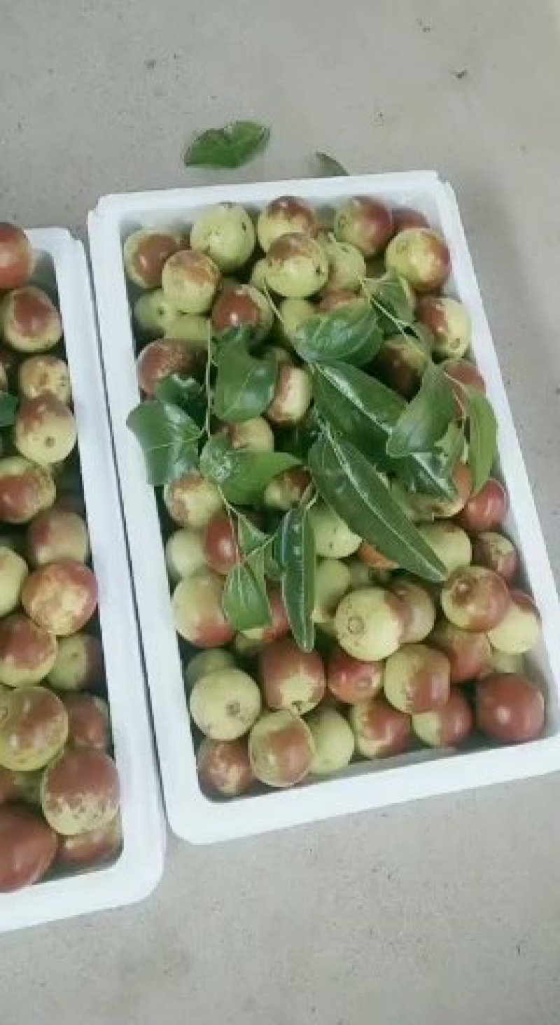 冬枣