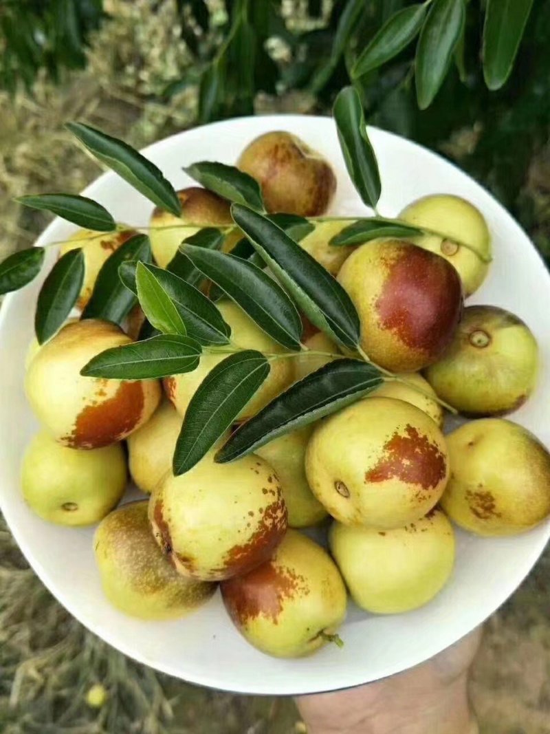冬枣