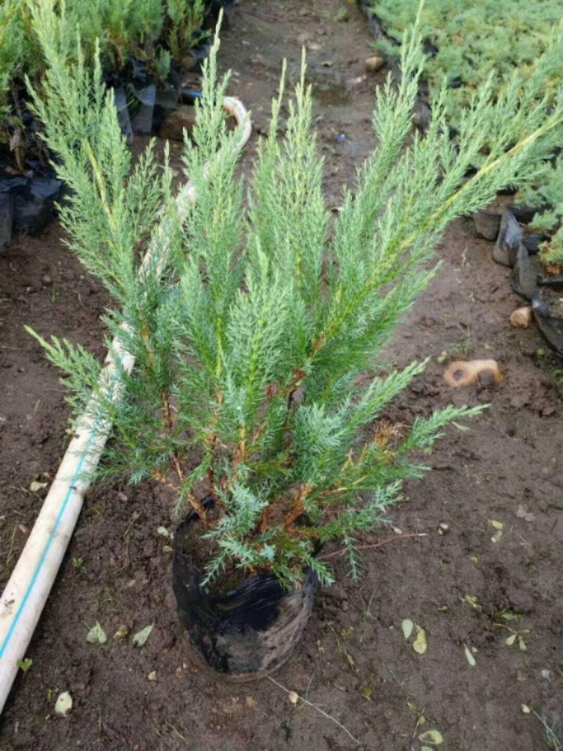 沙地柏杯苗30-70公分高各种规格大量出售