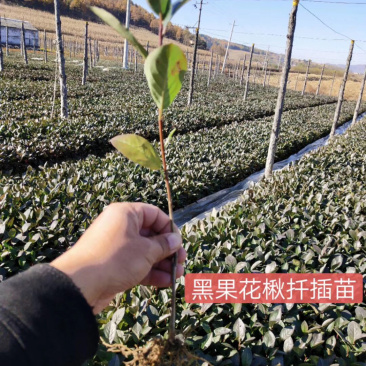 黑果花楸小苗15-25公分高及工程苗大量出售