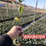 黑果花楸小苗15-25公分高及工程苗大量出售
