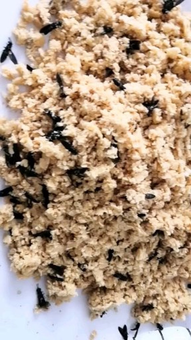 黑水虻虫8号