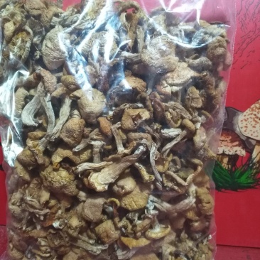 食用菌