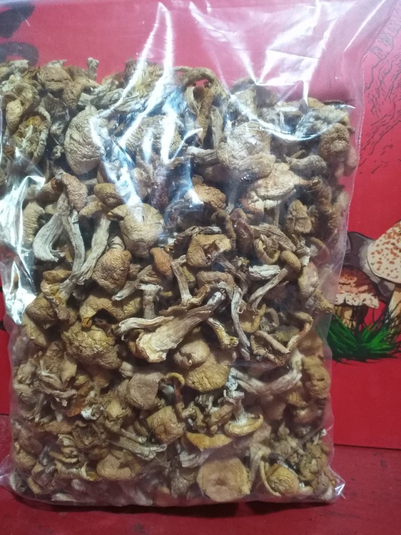 食用菌