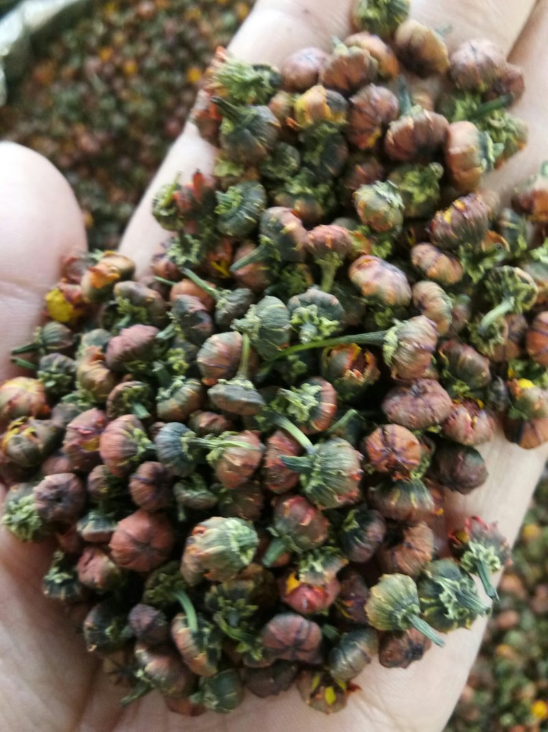 雪菊新疆野生昆仑雪菊胎菊高海拔家乡的味道包邮