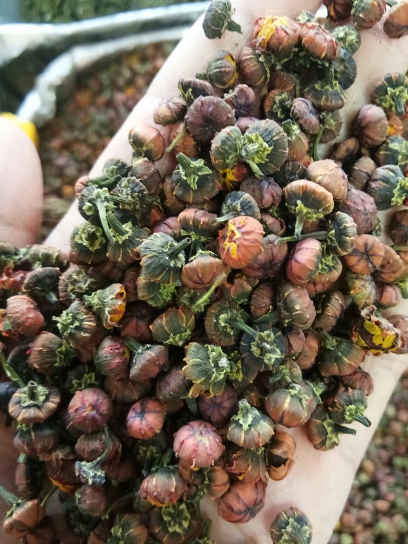 雪菊新疆野生昆仑雪菊胎菊高海拔家乡的味道包邮