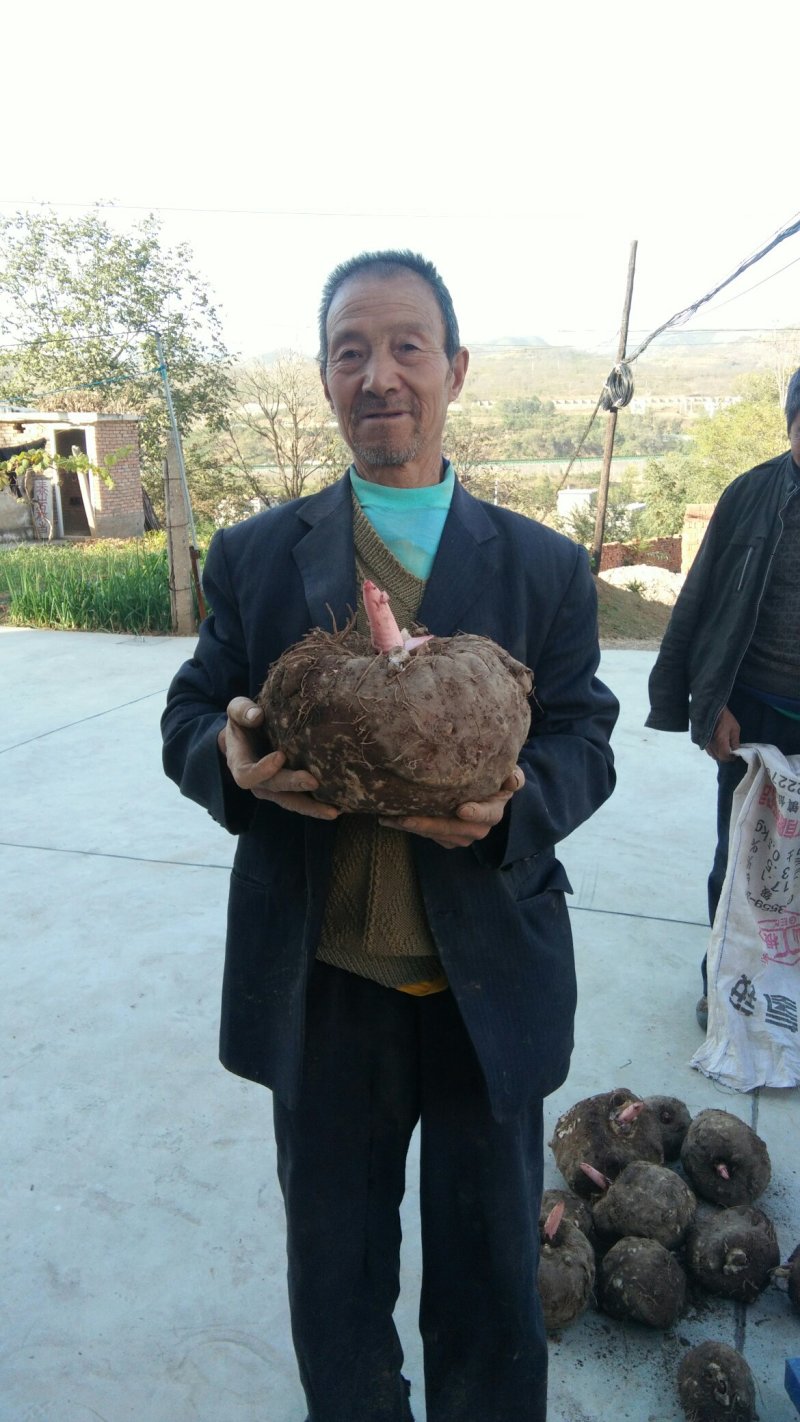 基地直供优质商品魔芋，新型（一代二代)魔芋
