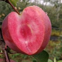 红肉苹果树苗品种多包成活签合同技术指导全国发