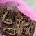高山野生竹节椮，紫色竹根七
