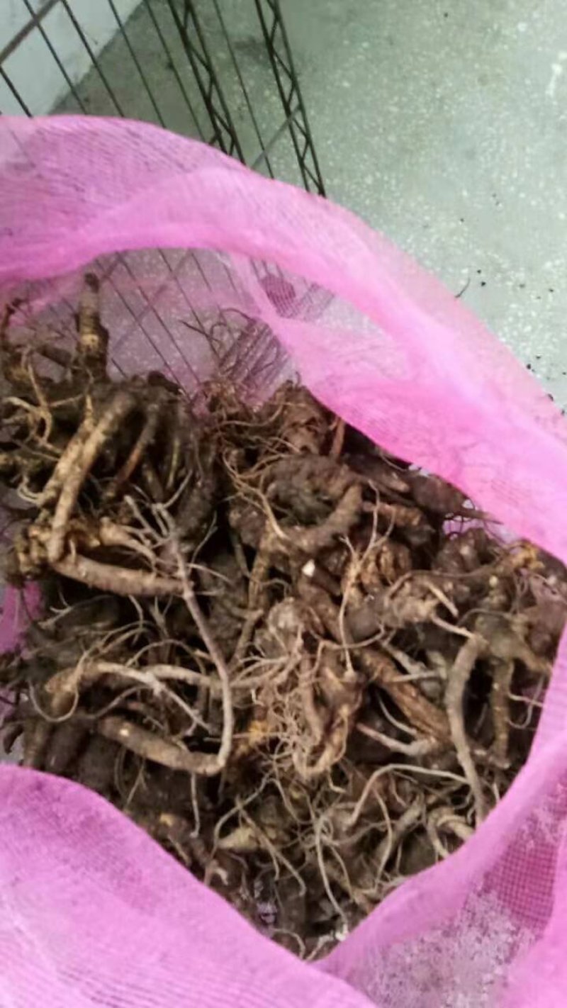 高山野生竹节椮，紫色竹根七