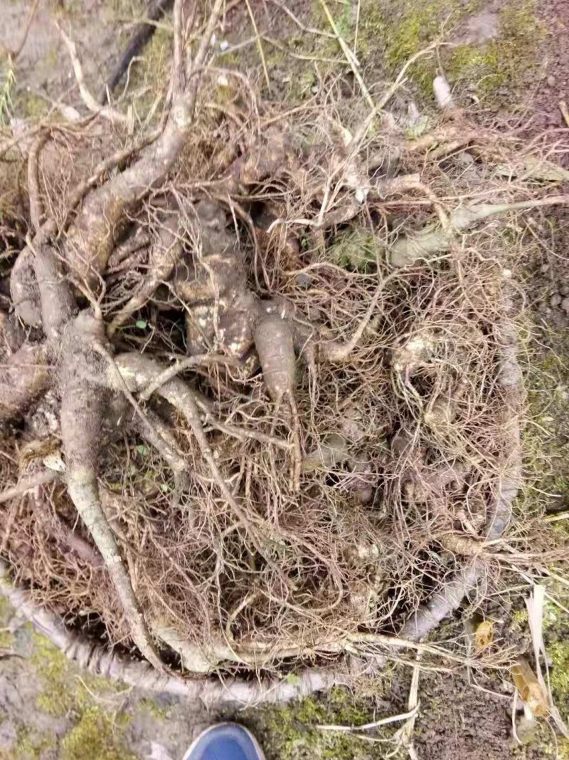 高山野生竹节椮，紫色竹根七