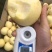 红肉苹果树苗品种多包成活签合同技术指导全国发