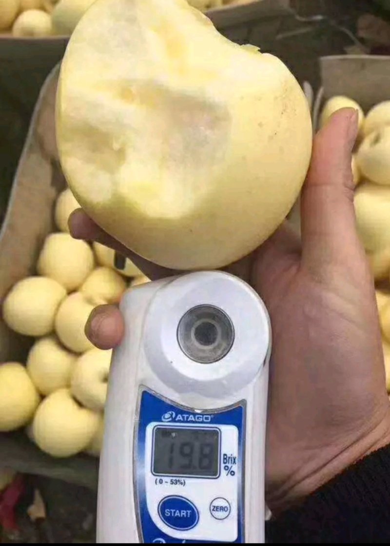 红肉苹果树苗品种多包成活签合同技术指导全国发