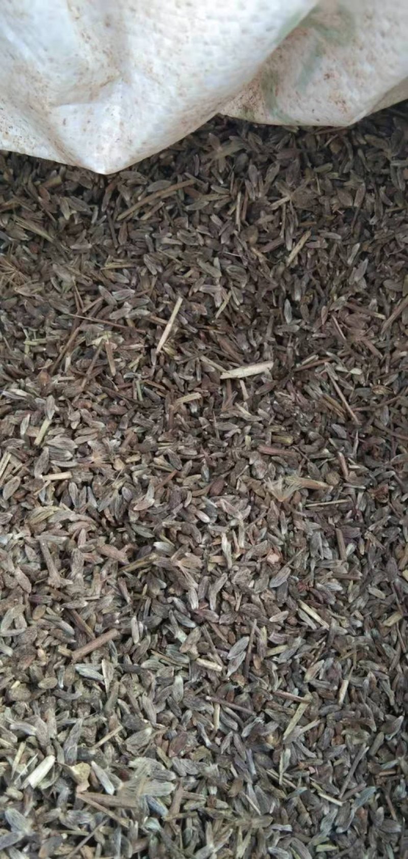 苍术种子
