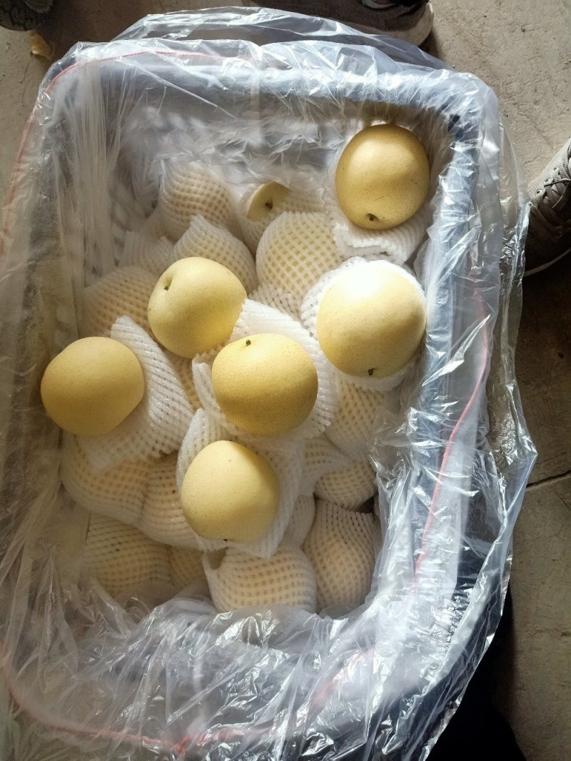 河北皇冠梨，皮薄芯小食用率高对接(电商，批发，商超市]等