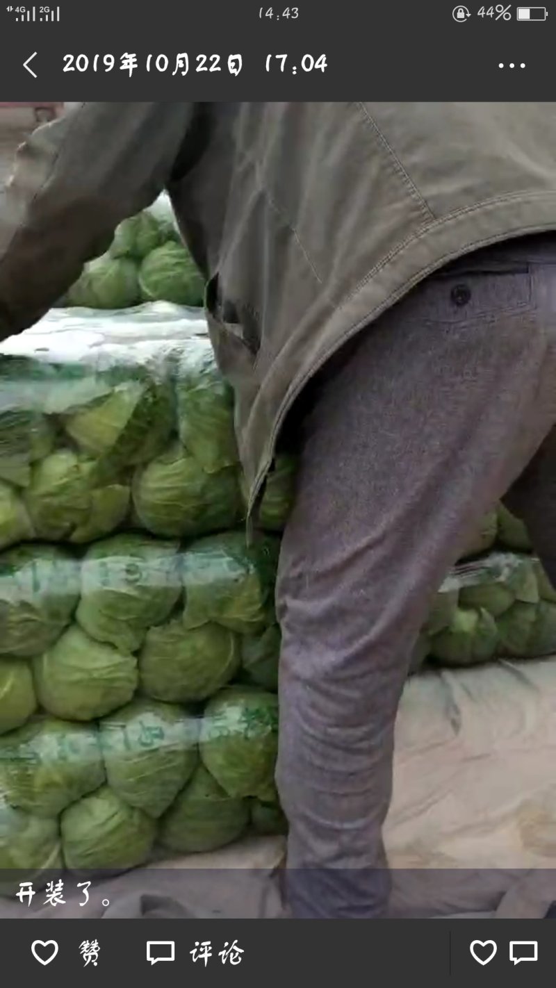 精品小甘蓝