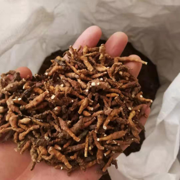正品九节菖蒲中药材，量大从优，一斤也是批发价