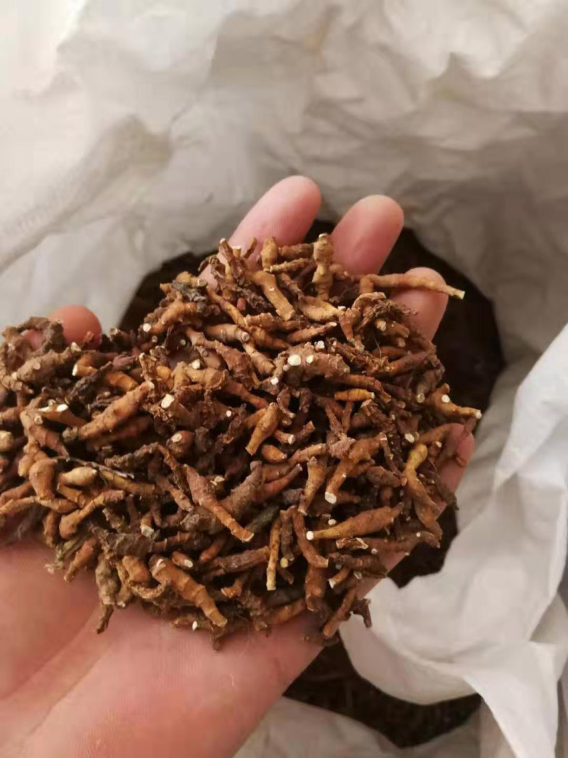 正品九节菖蒲中药材，量大从优，一斤也是批发价