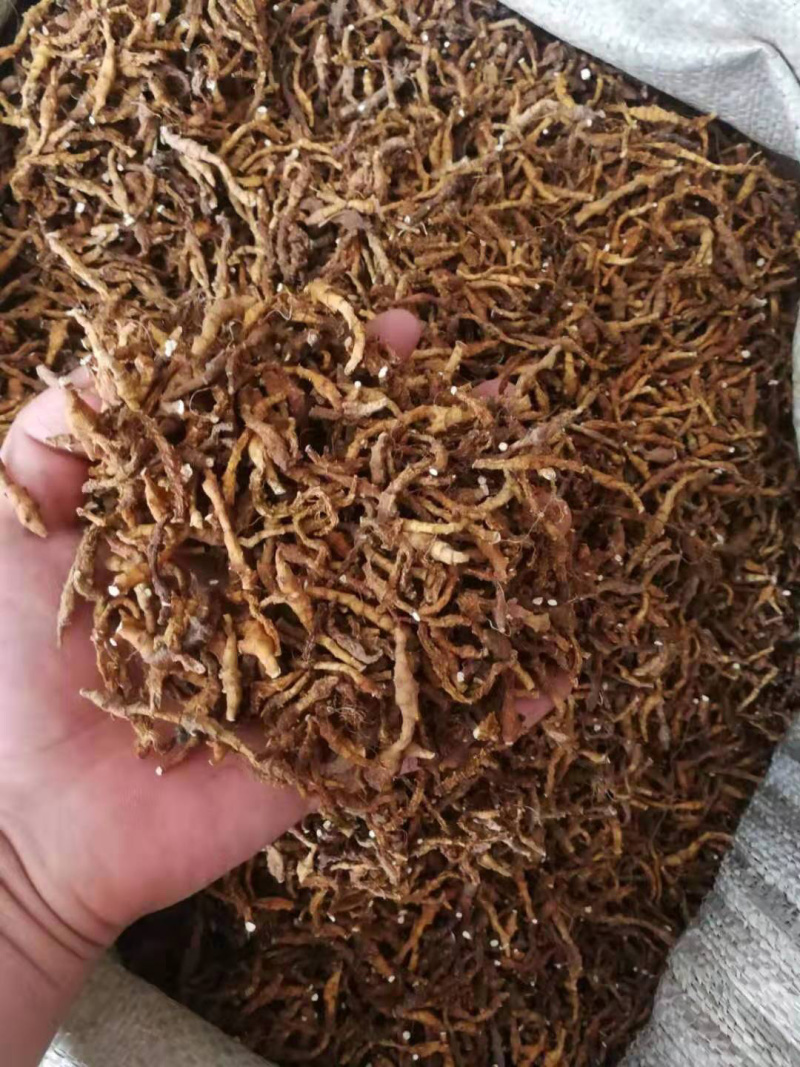 正品九节菖蒲中药材，量大从优，一斤也是批发价