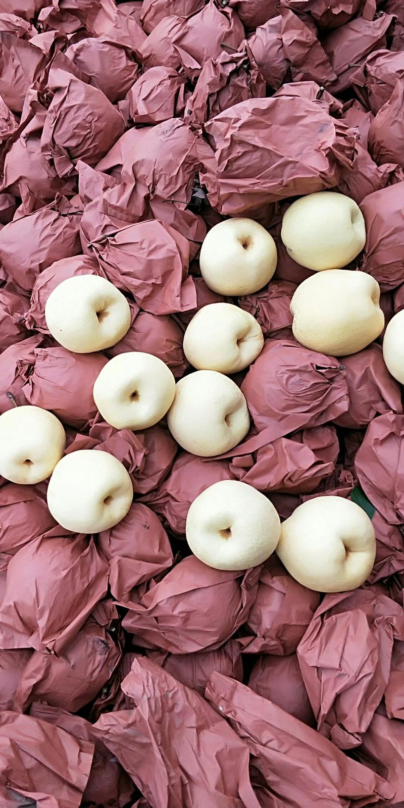 【优质精品】山西精品酥梨个大脆甜纸袋包装量大价优欢迎咨询
